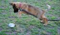 Puppy Play