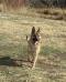 Gunner 2016-11 at sheepcamp