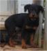 14 weeks