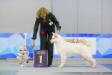 BOB "Golden Collar-2017" in Moscow