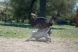 IGP1 Take Down 