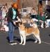 American Akita VIAGRA HOT BABY - https://www.amakitakennel.com/puppies/