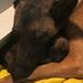 Giza loves her babies!