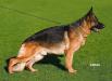 Ilbo - VA-4 Aachen 2008