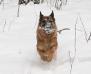 Vetra winter 2009-2010
