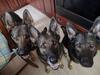 Brandi and 2 of her pups born 11/1/2020. Trex, Brandi, Vie