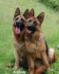 Zamba and her progeny