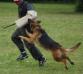 schutzhund 2 (SG)- 2010 Alaska Schutzhund Club