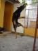 Axa jump