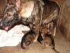 puppy5
