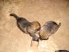 puppy6