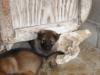 puppy10