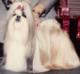 Winning a vet show