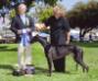 Here are some of the greyhounds at WINDROCK!