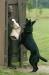 a very serious hold and bark