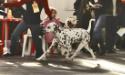 Tsvetok Apsny Dandy Superstar