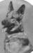 Wotan vom Emstal Head Shot