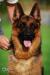 Saab - head 14 months