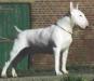 Grisse Basse Charming White Devil