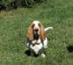 Akasha Banana Split 15 months old