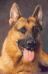 Bravos vom Steffen Haus (1993) Head Picture