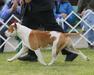 BISS BIS Multi CH AKC GCH Alpine's Catch Me If You Can