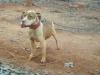 ASHWOOD KENNELS PSYCHO