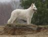 Numa June the Lovely White Shepherd