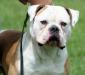 Xtreme Bulldogs King Caleb II PH .42/.44