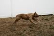RNC MISS TALLULAH BELLE of Desert Bulldogs