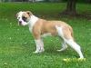 E.o.Bullies Chanel