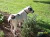  Dandra's Daisy Mae