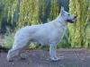 Champion of Champions, Champion, DERBY WINNER, 7xBOB, R-BOG HanSolo von Tirol (Ahlitah Quest kennel)