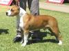 MULTI CH Karballido Staffs Sport Edition Seul