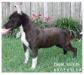 JustLike Black Beauty