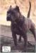 U-GRCH Couturier's Blue Bully