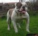 Gangsta's Bulldogs Gangsta