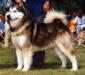 BIS BISS AM & CAN CH Braemal's Alyeska Tuaq