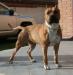 Bazo Rising Star (Of Bazo-Town)