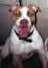 Rivera's Daisy Blossom of Cram's American Bulldogs