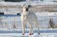 Dailey's Taboo of Cold Country