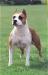 CH Roxy Tipit Z Hanky