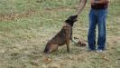  Mikah of Alpha House K9's