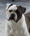 Masterbully's Xi Mae of Ostergaard
