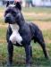 UKC CH Gaff's Pacific Blue Tsunami