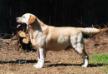 MBISS AKC CH Boradors By George