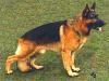 VA CACIB Raumax Roki