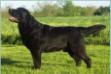 BISS AKC CH Hightide Bona Venture Cap'N Jack