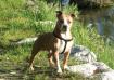  Tayson