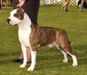 MBIS MBISS AKC & Multi Int'l Ch Toir-Prestizh You Are The Best